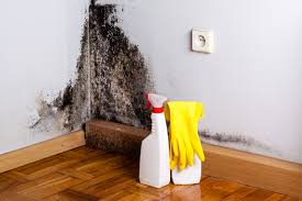 Best Mold Damage Restoration  in Weddington, NC